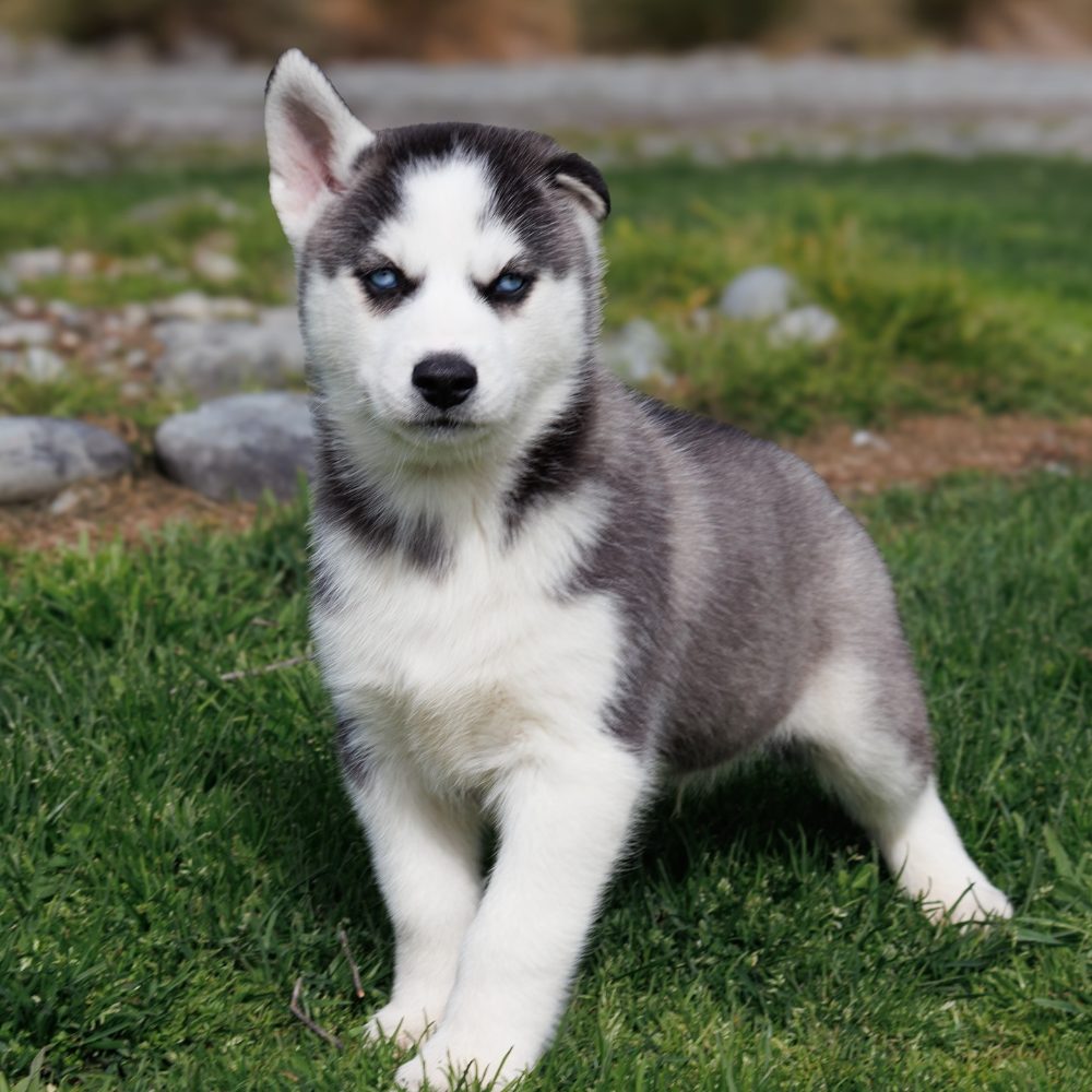 sibiřský husky štěňata na prodej – fotografie 6