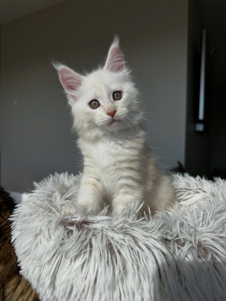Koťata plemene Maine Coon k odběru – fotografie 2