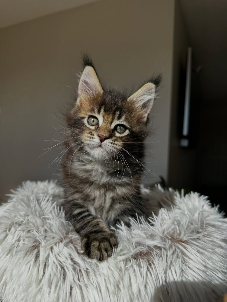 Koťata plemene Maine Coon k odběru – fotografie 3
