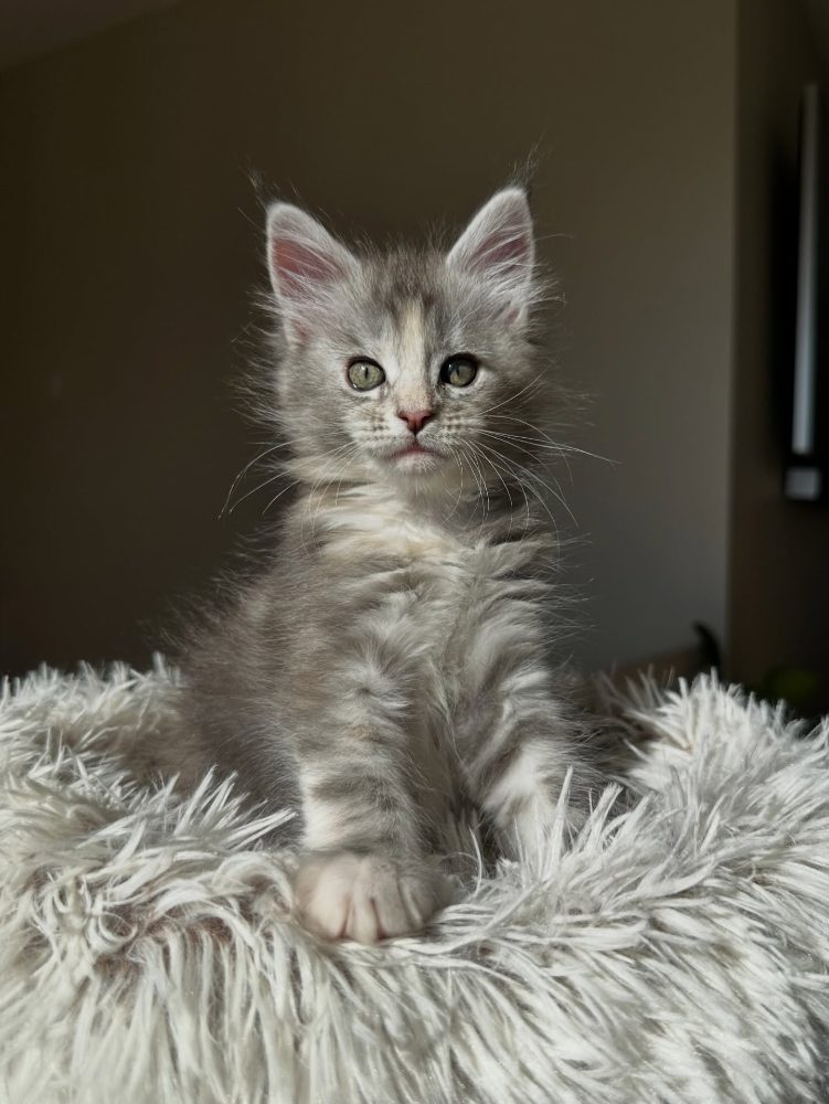 Koťata plemene Maine Coon k odběru – fotografie 4