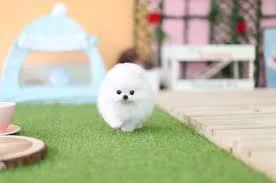 Štěňata čistokrevného pomeraniana