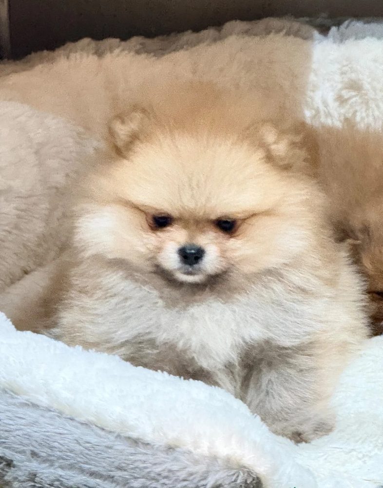 Německý špic trpasličí (Pomeranian) štěňátka – fotografie 2
