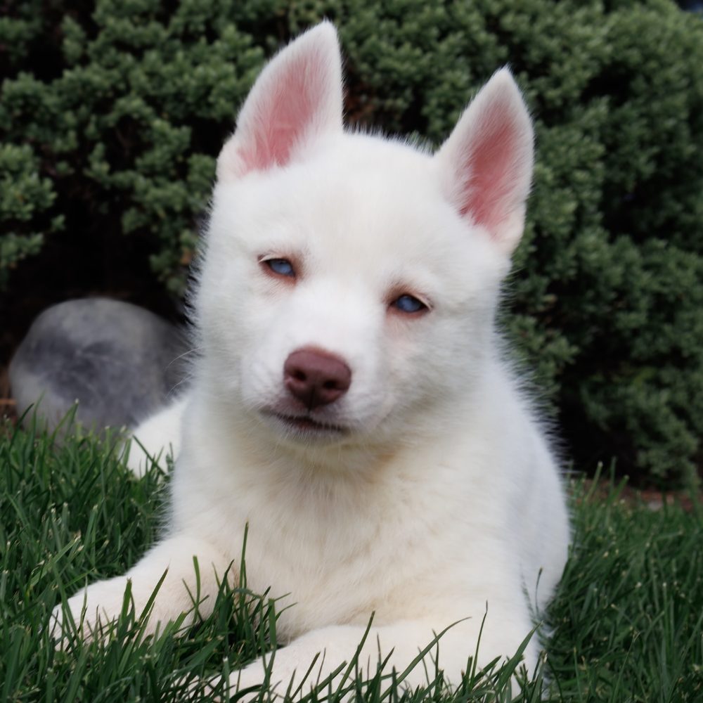 Sibiřský husky – fotografie 3