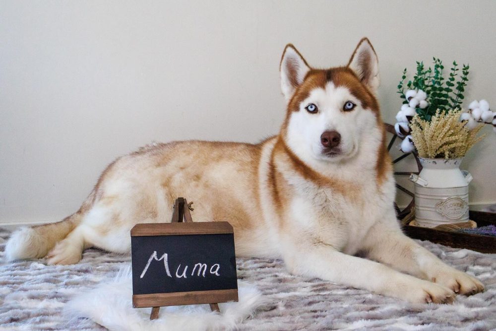 Sibiřský husky – fotografie 5