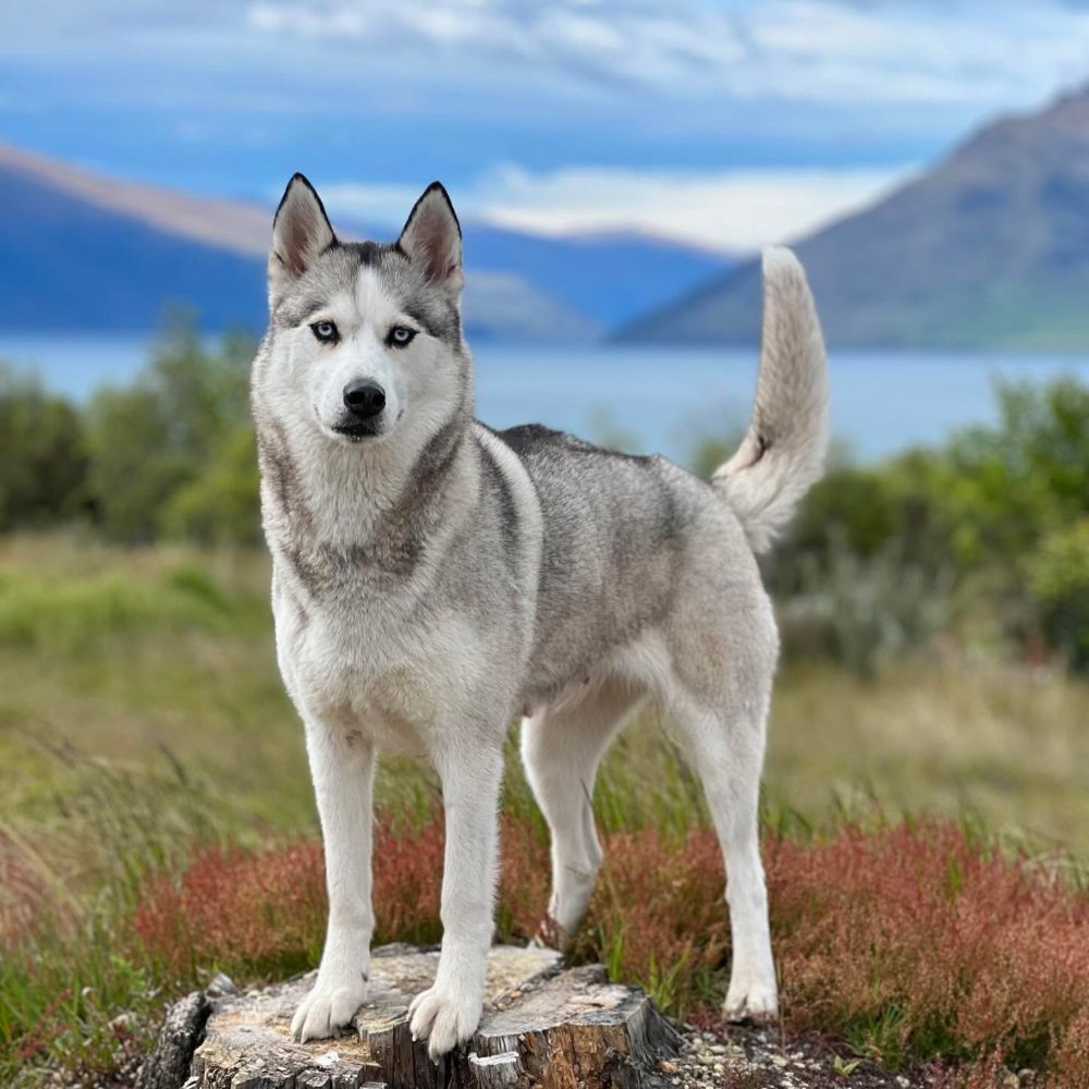 Sibiřský husky – fotografie 6