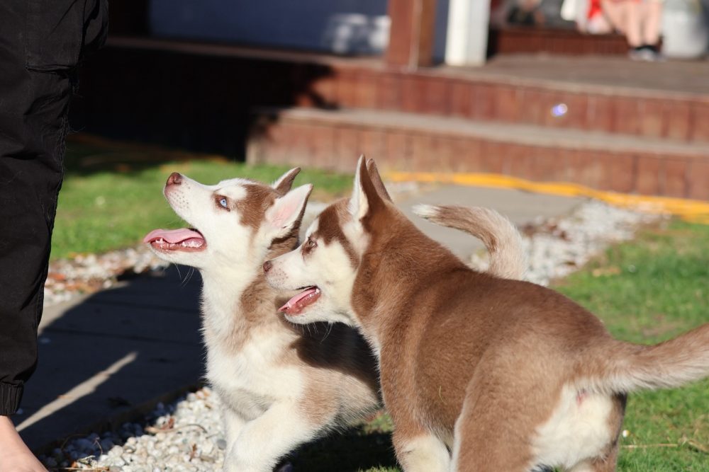 Štěňátka husky – fotografie 2