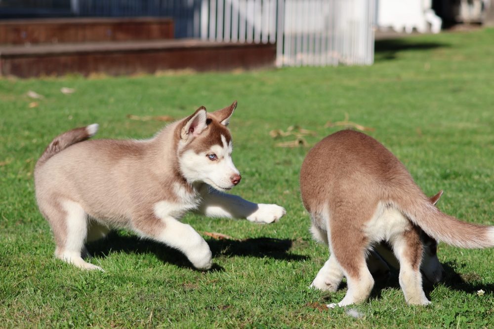 Štěňátka husky – fotografie 3