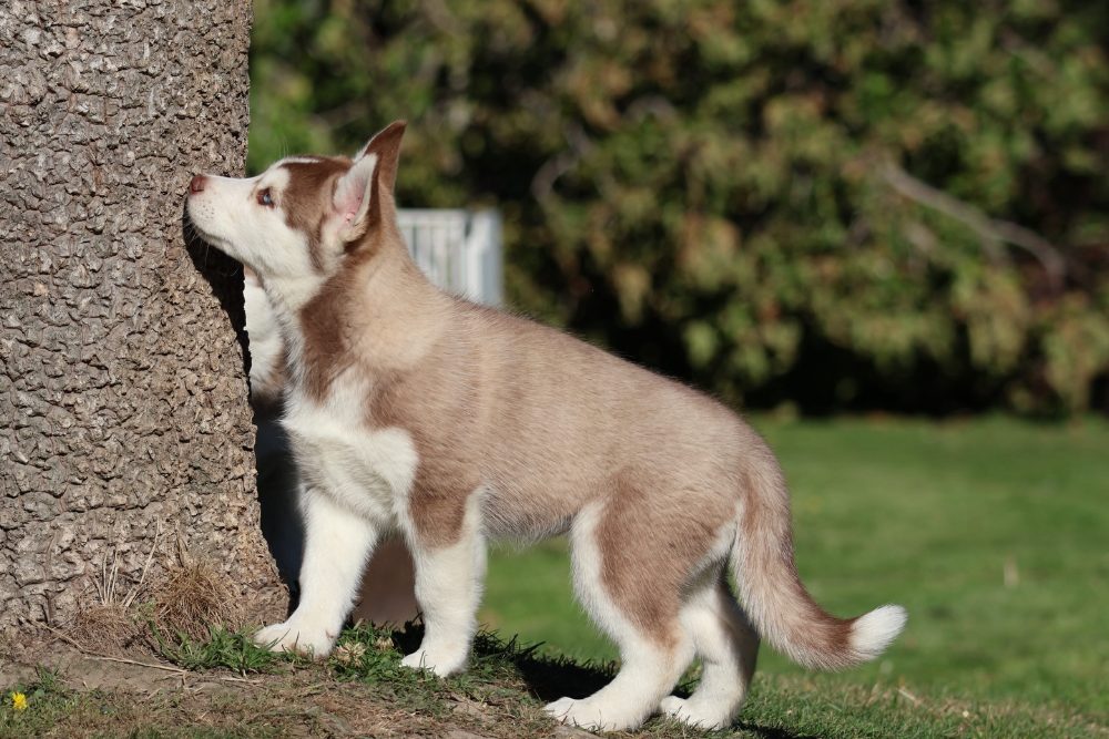 Štěňátka husky – fotografie 4