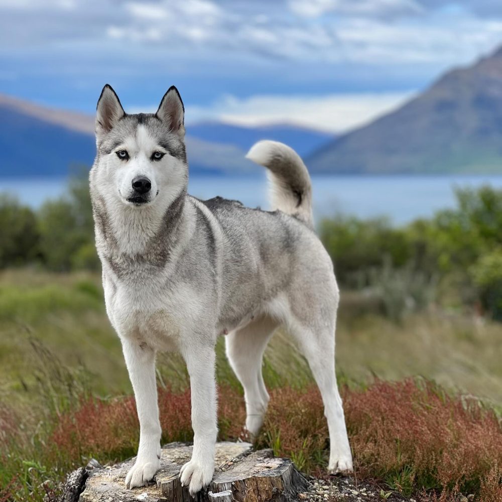 Štěňátka husky – fotografie 5