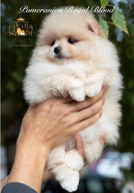Exkluzivní pomeraniani ze špičkových chovných linií – fotografie 3