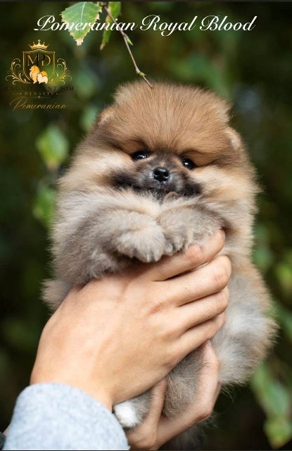 Exkluzivní pomeraniani ze špičkových chovných linií – fotografie 4