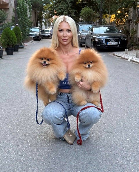 Exkluzivní pomeraniani ze špičkových chovných linií – fotografie 5